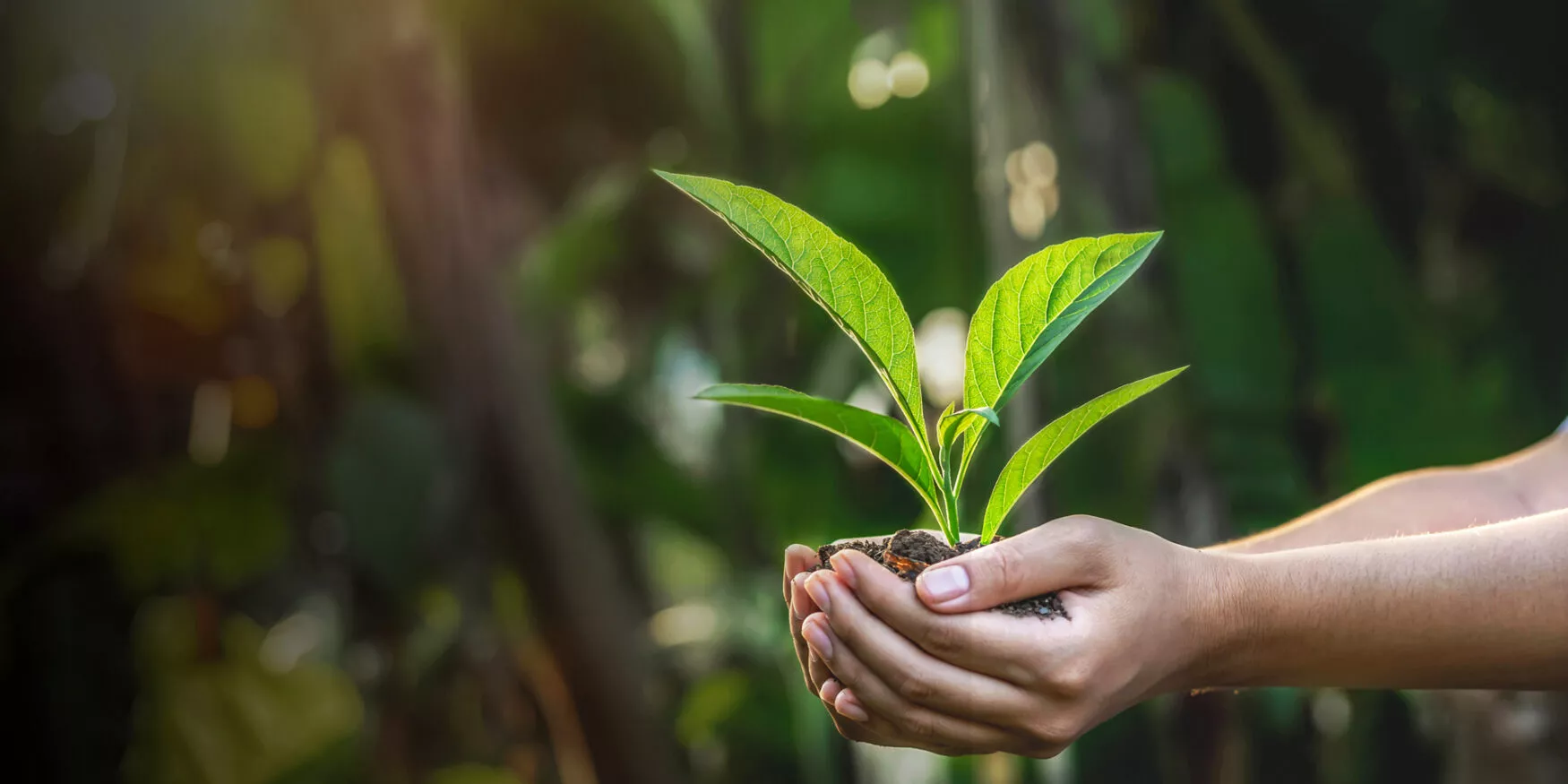Environnement ; Ecologie ; Écologie