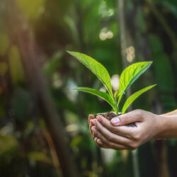 Environnement ; Ecologie ; Écologie